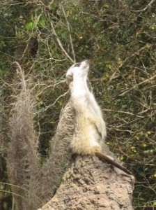 meerkat